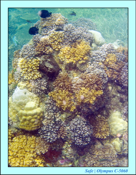 2008 - 07 - Perhentian - 081